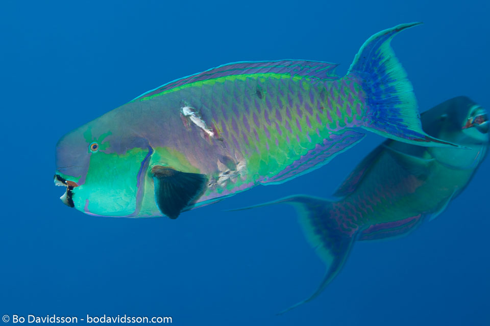 BD-120421-St-Johns-5868-Chlorurus-gibbus-(Rüppell.-1829)-[Heavybeak-parrotfish].jpg